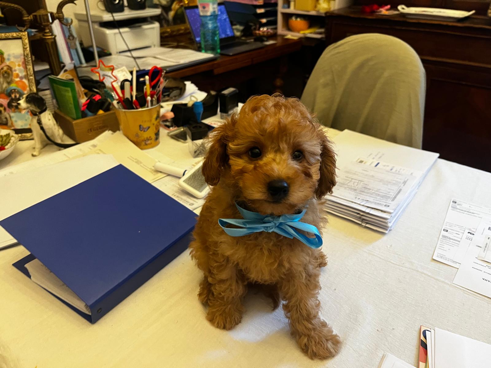 barboncini futuri nanetti 