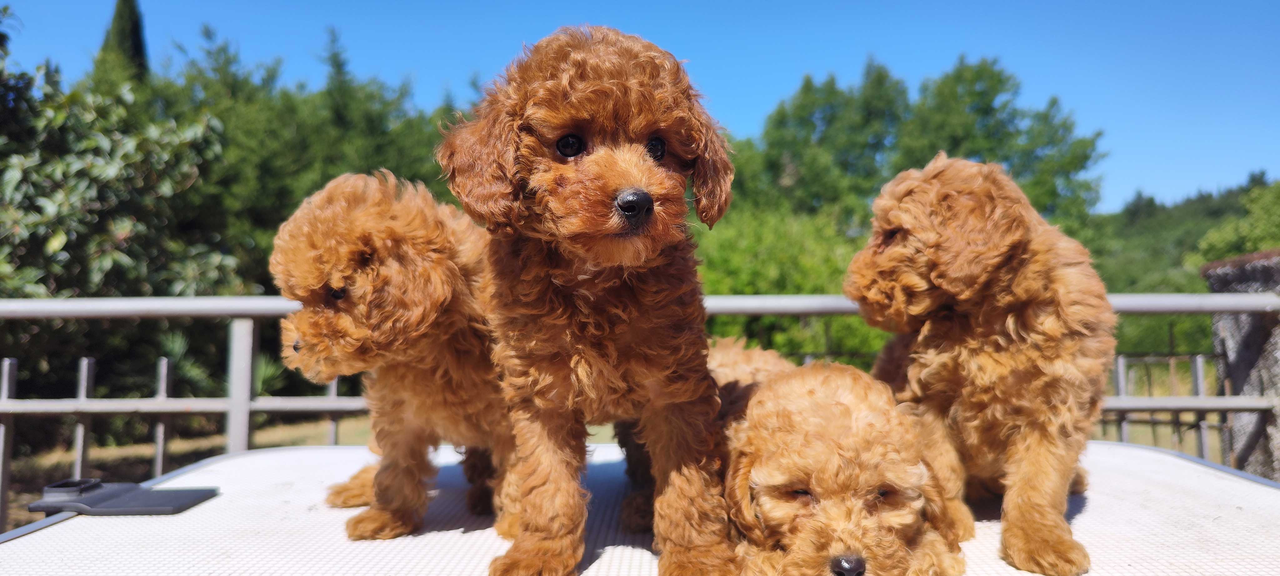 Allevamento Barboncini pianigiani