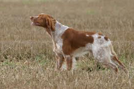 Alllevamento Breton pianigiani