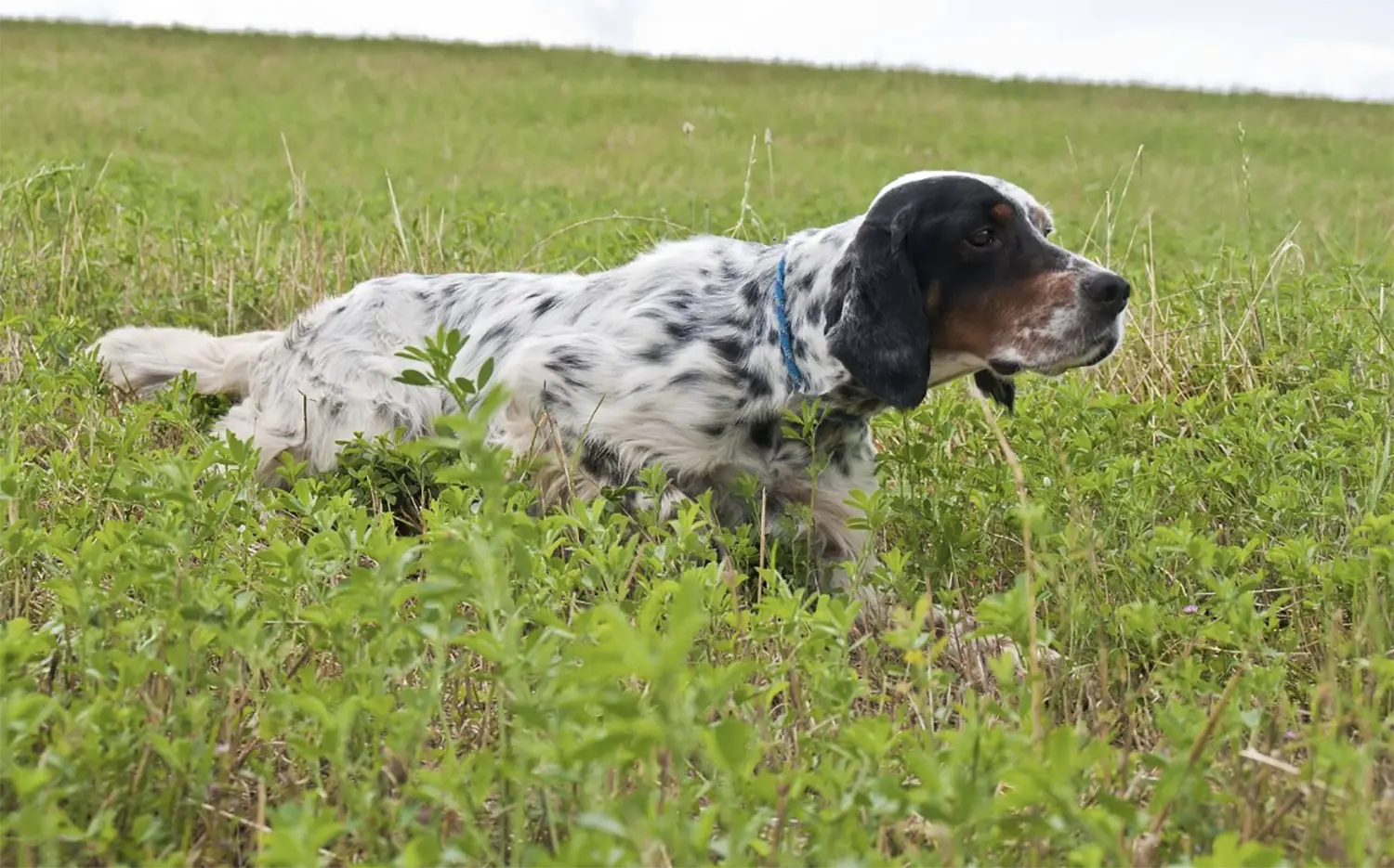 Pensione cani pianigiani